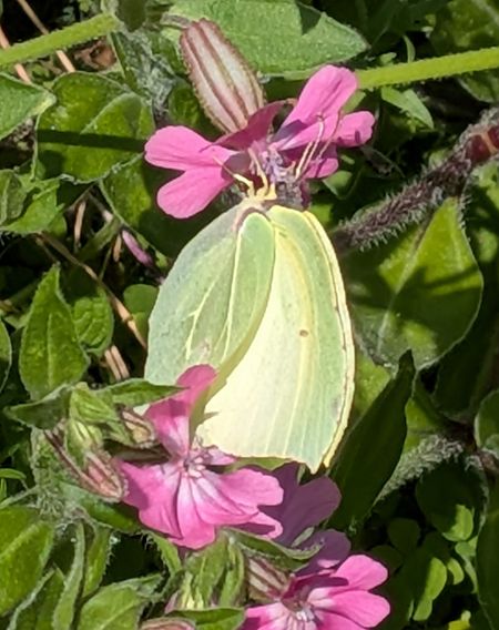 Gonepteryx rhamni  - Andrea Verdelli