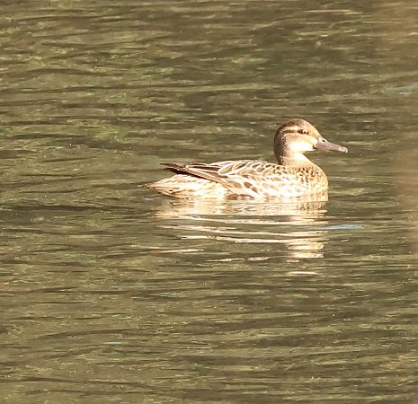 Marzaiola  - Adelfina Aldrovandi