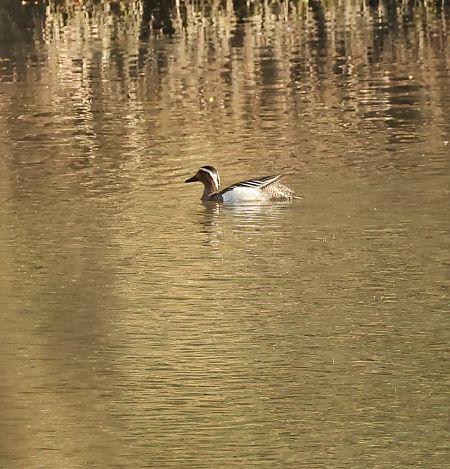 Marzaiola  - Adelfina Aldrovandi