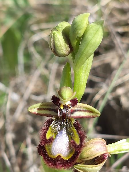 Ophrys speculum  - Enric Bringués