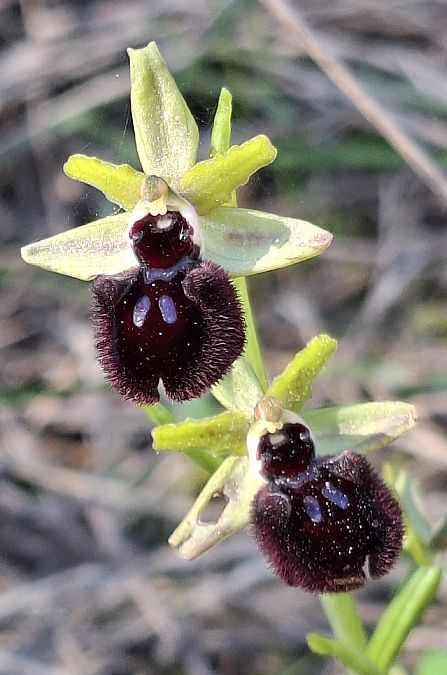 Ophrys incubacea 
