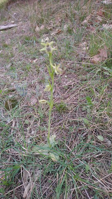 Ophrys sphegodes  - Monique Souben