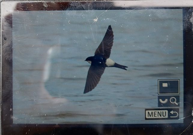 oknówka  - Stanisław Turowski