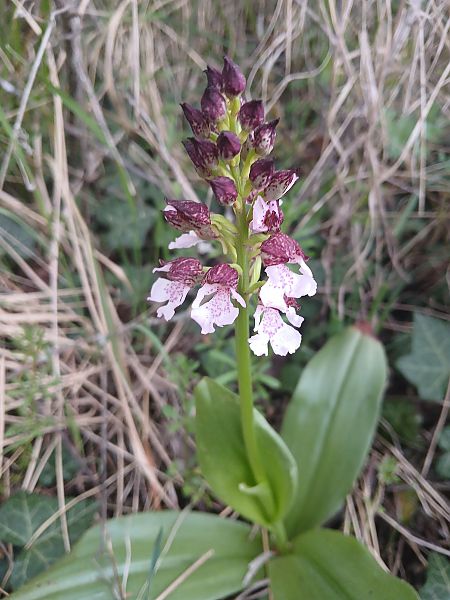 Orchis purpurea  - Alain Falvard