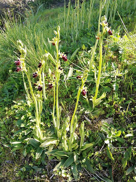 Ophrys incubacea  - Marie-Marie Pertusier