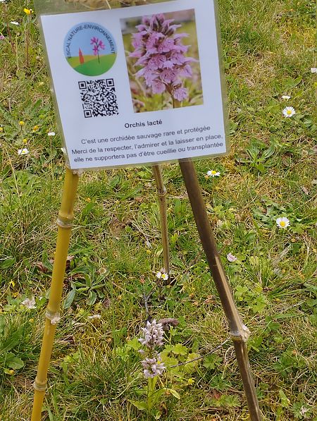 Neotinea lactea  - Gérard Joseph