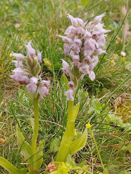Neotinea lactea  - Gérard Joseph