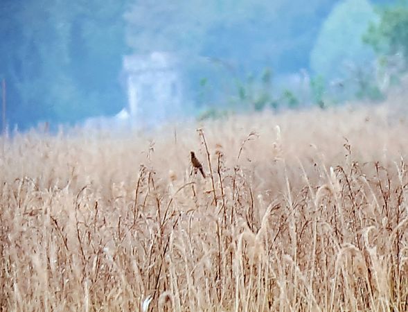 Salciaiola  - Lino Lipparini