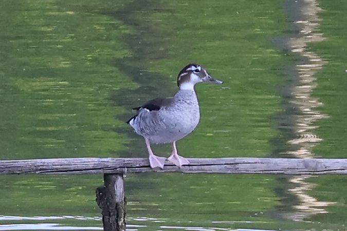 Alzavola spallerosse  - Lorenzo Lanzani