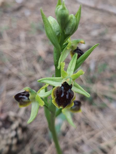 Ophrys araneola  - Richard Fay