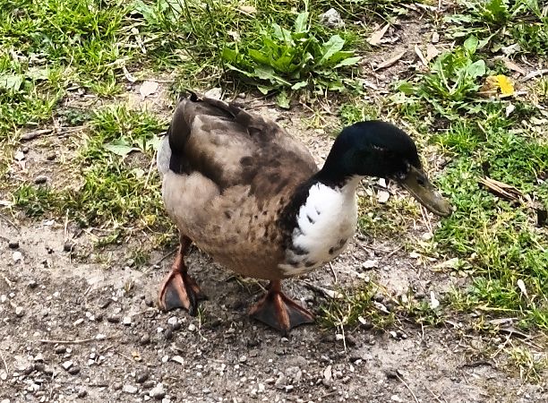 Anatra germanata  - Johannes Freudenberger