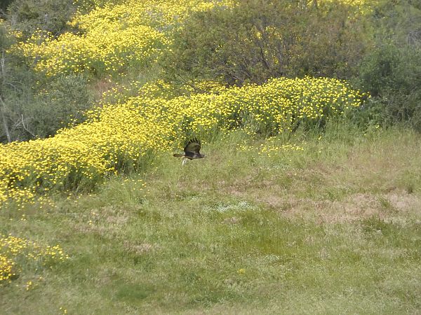 Poiana  - Rosario Dario Amore