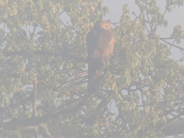 Esparver cendrós  - Joan Cortés