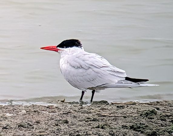 Sterna maggiore  - Andrea Ravagnani
