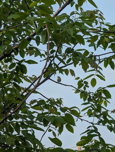 Luì verde  - Diego Castelli