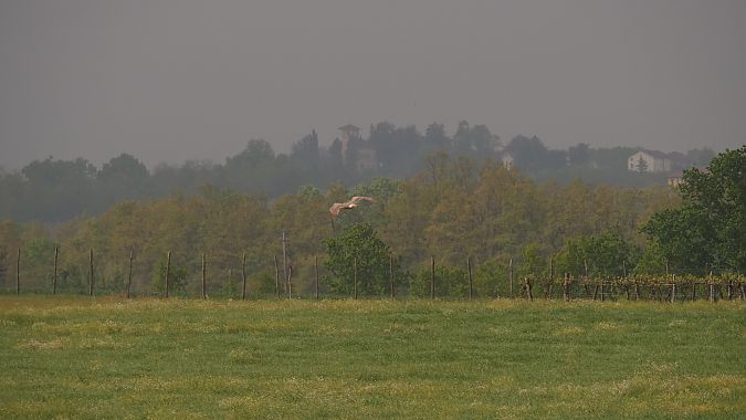 Albanella reale  - Alessandro Ghiggi