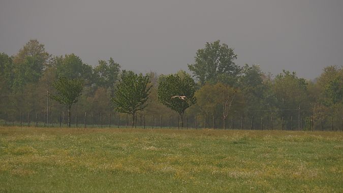 Albanella reale  - Alessandro Ghiggi