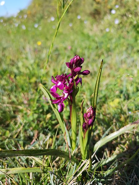 Anacamptis laxiflora  - Nanette Schneider