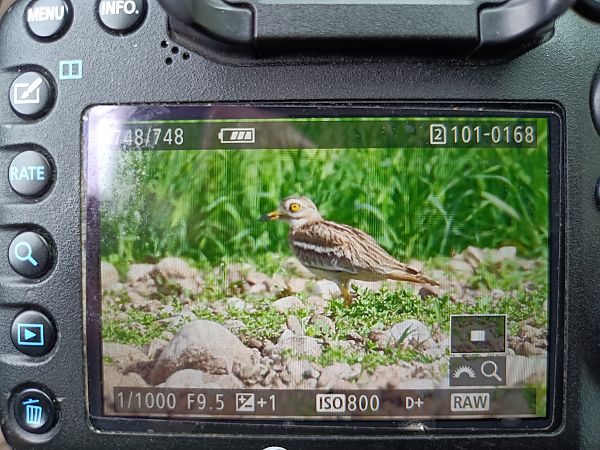 Occhione  - Flavio Consonni