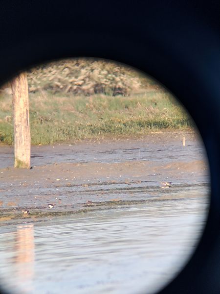 Piro-piro piccolo  - Luca Deflorian