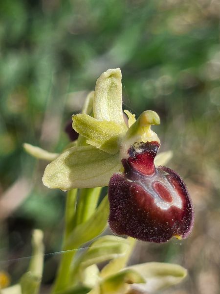 Ophrys provincialis  - Bertrand Von Arx
