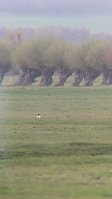 ohar  - Karolina Skorb