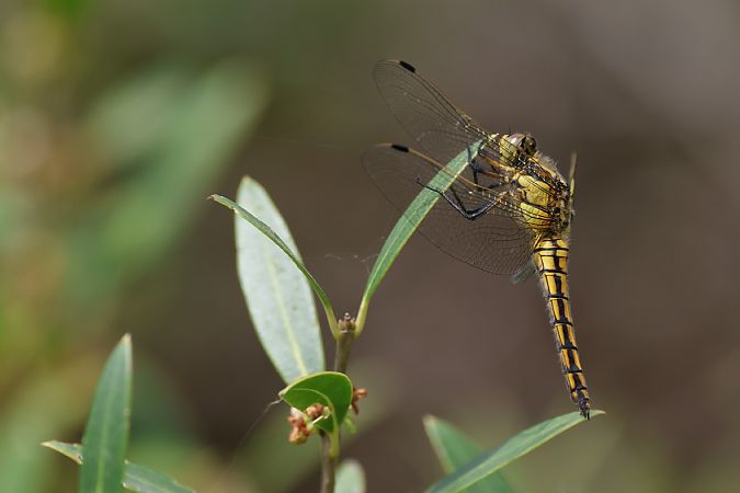 Orthetrum cancellatum  - Enrico Franchin