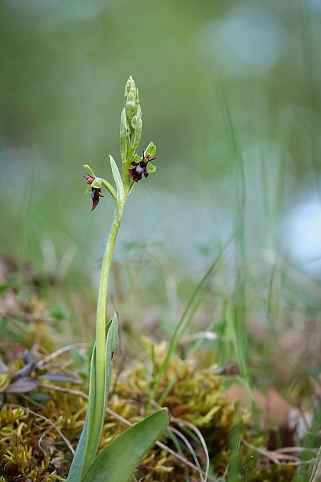 Ophrys insectifera  - Oriane Arnaud