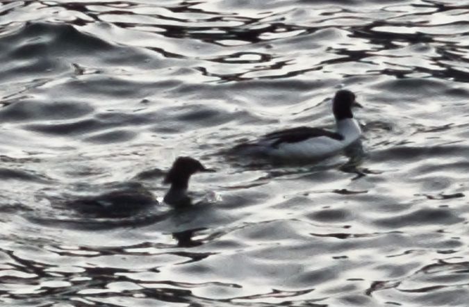 Smergo maggiore  - Johannes Freudenberger