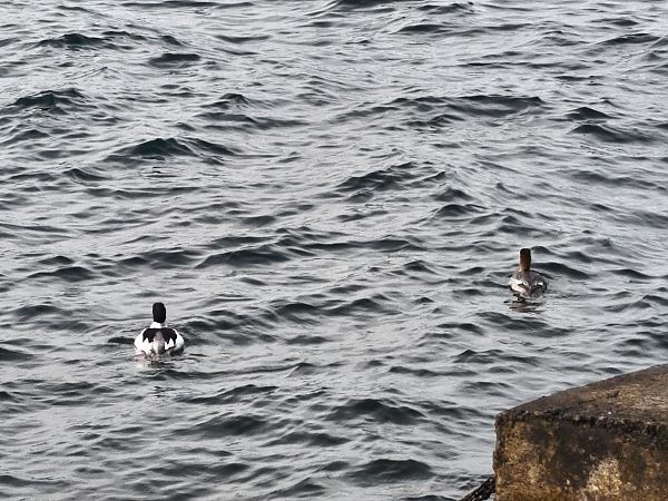 Smergo maggiore  - Johannes Freudenberger
