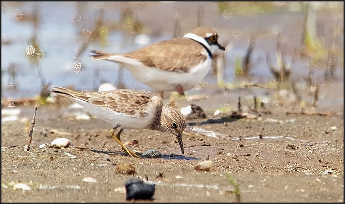Bécasseau de Temminck  - Giuseppe Di Lieto