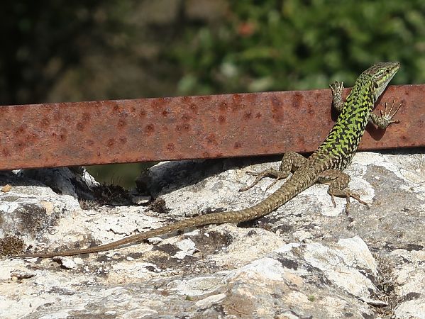 Italian Wall Lizard  - Jean Toubert