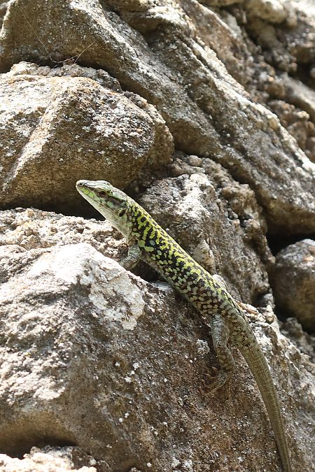 Lucertola campestre  - Jean Toubert