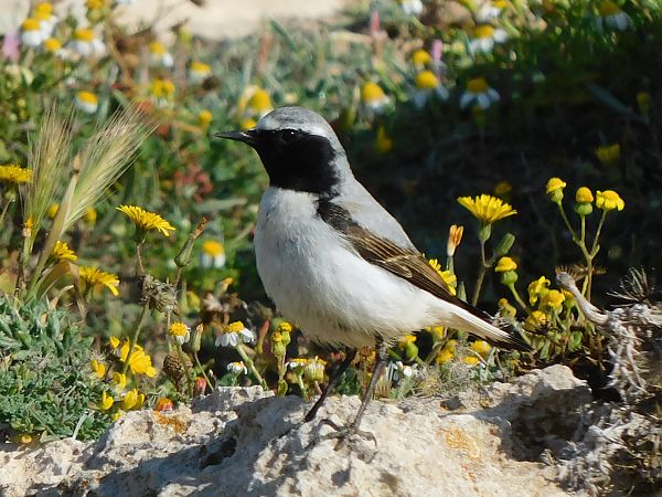 Culbianco dell'Atlante  - Alessandro Bertoli
