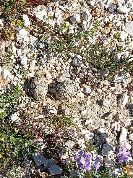 Occhione  - Salvatore Surdo