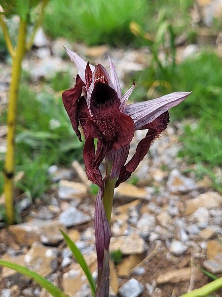 Serapias cordigera  - Thomas Lux