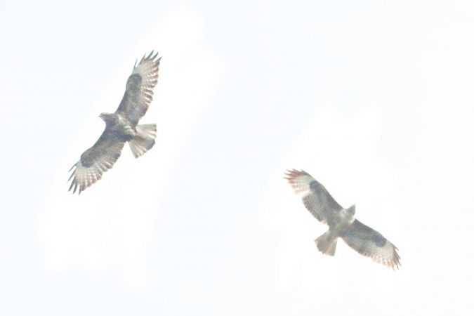 Poiana  - Stefano Sava