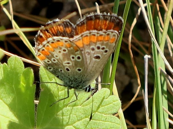 Aricia agestis  - Jean Toubert