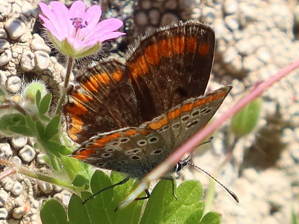 Aricia agestis  - Jean Toubert