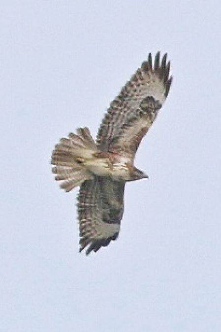 Poiana  - Stefano Sava