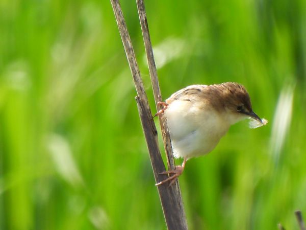 Trist  - Joan Pessarrodona