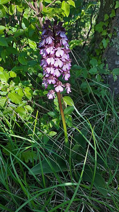 Orchis purpurea  - Alice Adami (FVG)