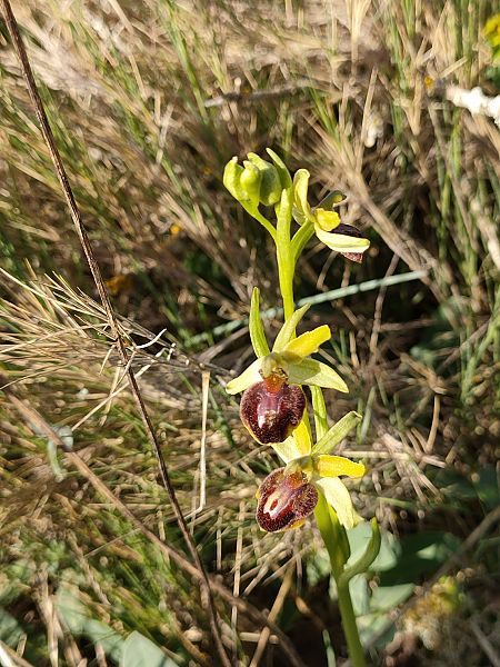 Ophrys sphegodes  - Isabel Casas Navarrete