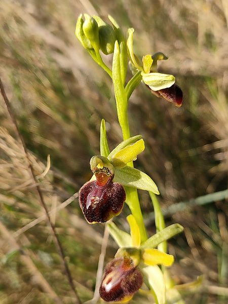 Ophrys sphegodes  - Isabel Casas Navarrete
