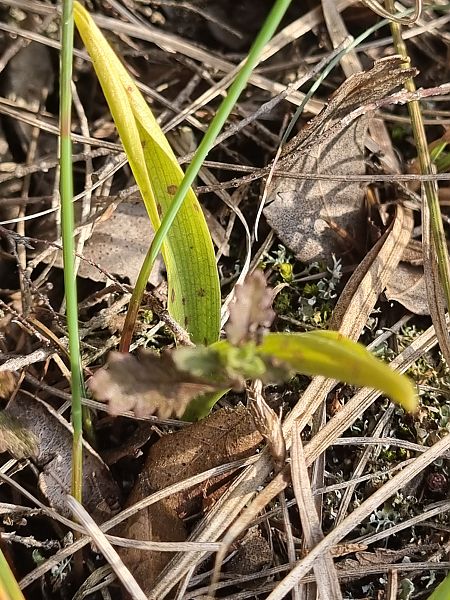 Orchis provincialis  - Pere Espinet