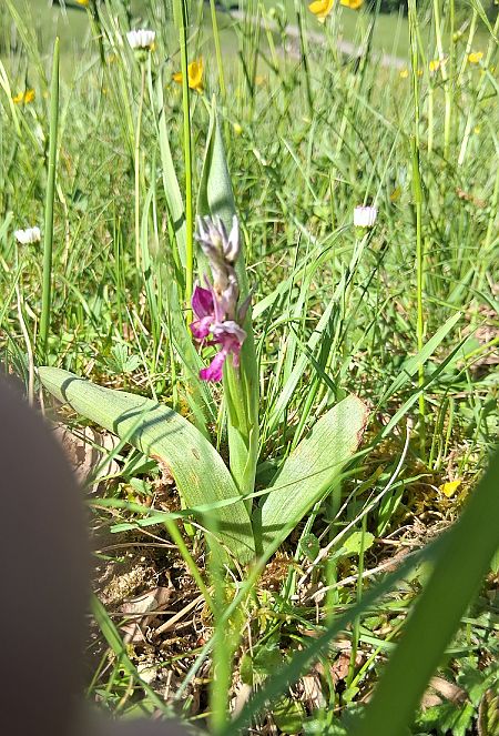 Orchis militaris  - Charles Paillet