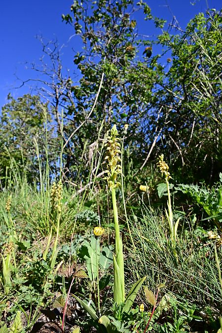 Orchis anthropophora  - Frédéric Masson