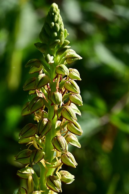 Orchis anthropophora  - Frédéric Masson