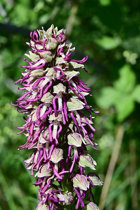 Orchis anthropophora  - Frédéric Masson