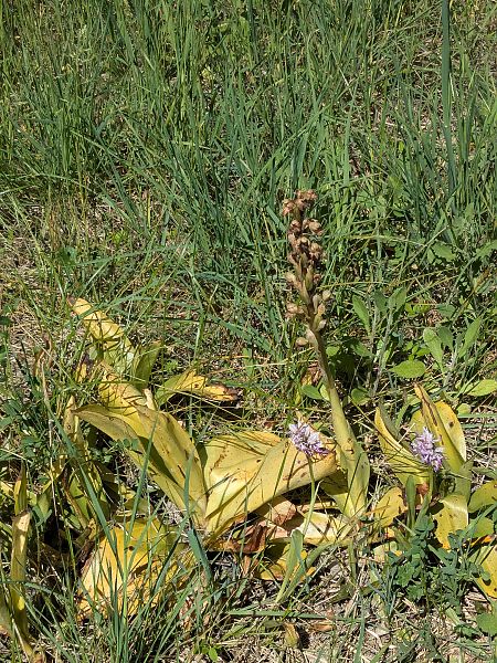 Himantoglossum robertianum  - Claire Fremeaux